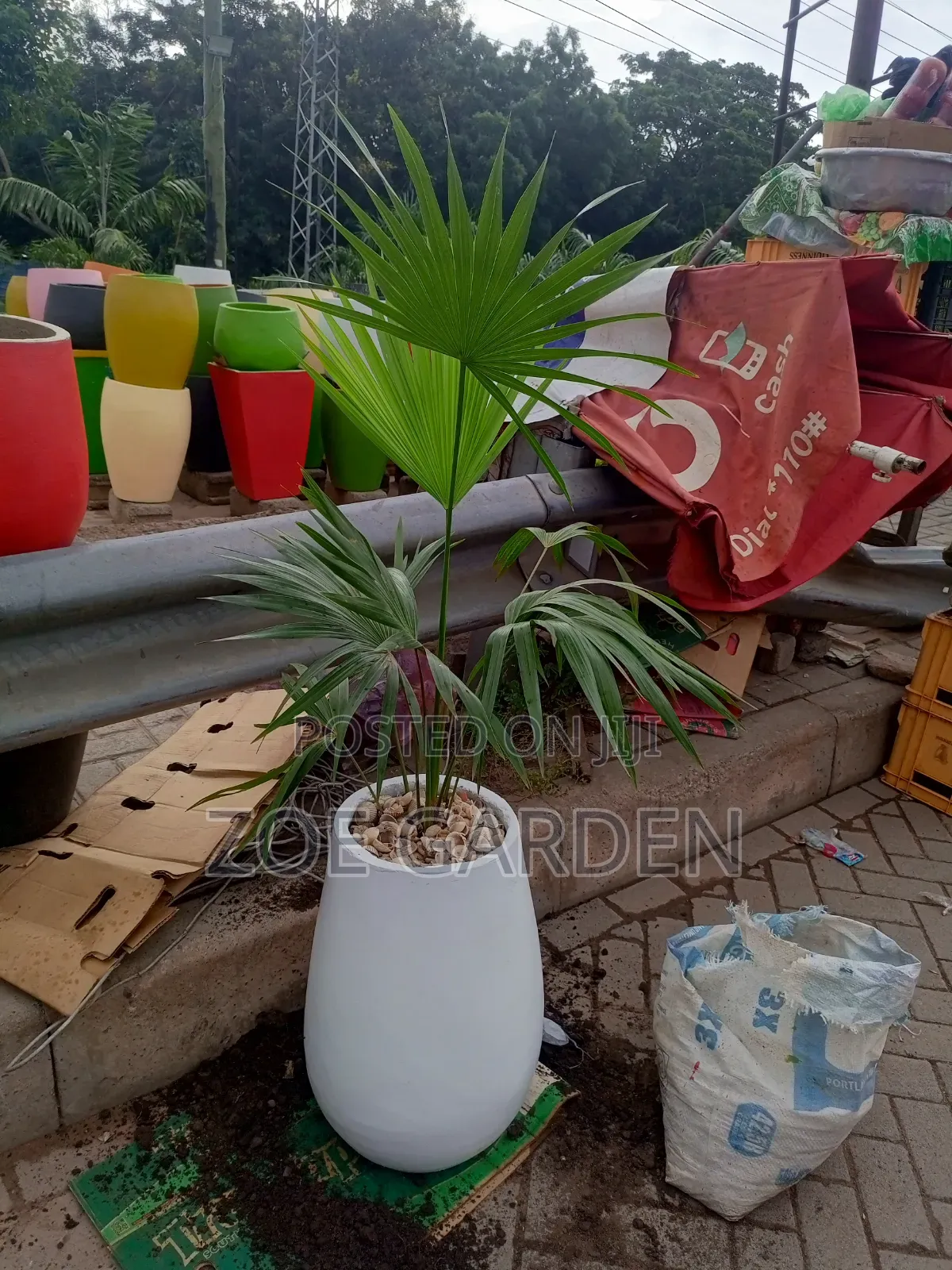 Fan Palm and Pot