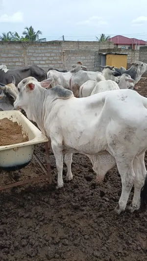 Cows (Small, Medium And Big)