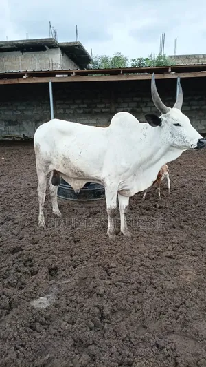 Cows (Small, Medium And Big)