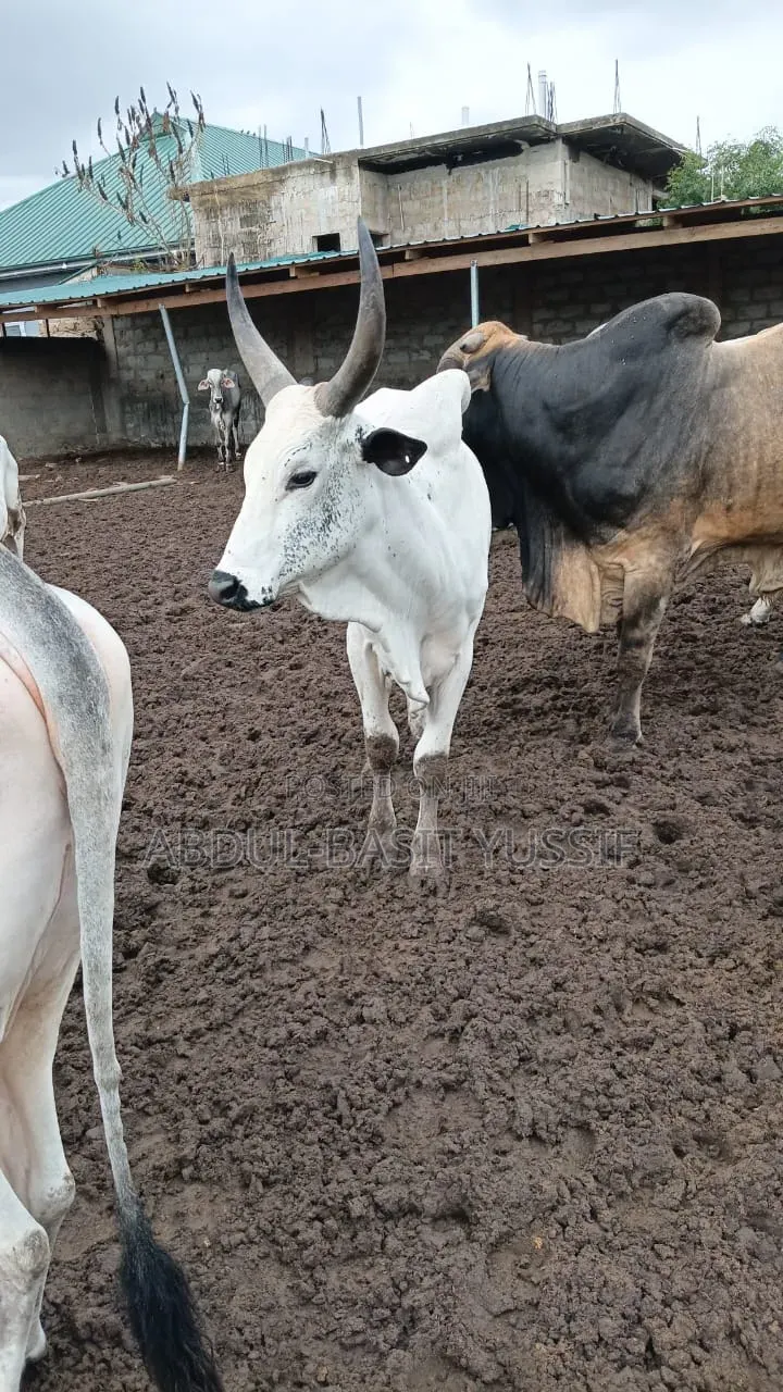 Cows (Small, Medium And Big)
