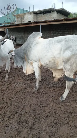 Cows (Small, Medium And Big)