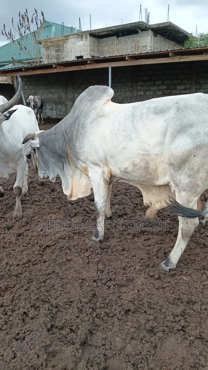 Cows (Small, Medium And Big)