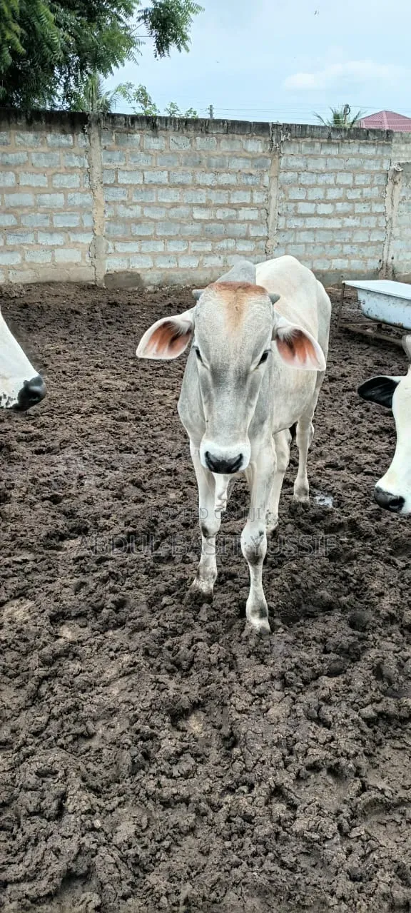 Cows (Small, Medium And Big)