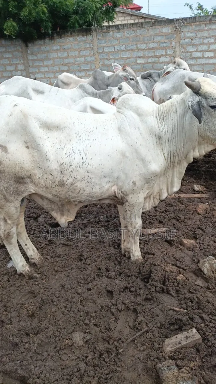 Cows (Small, Medium And Big)