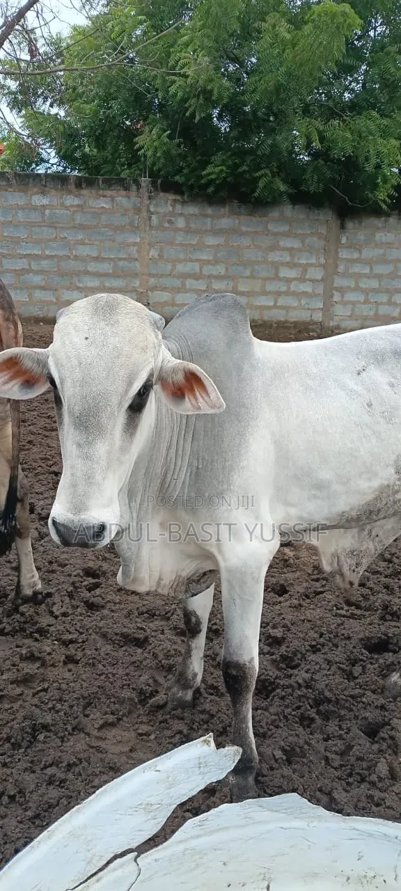 Cows (Small, Medium And Big)