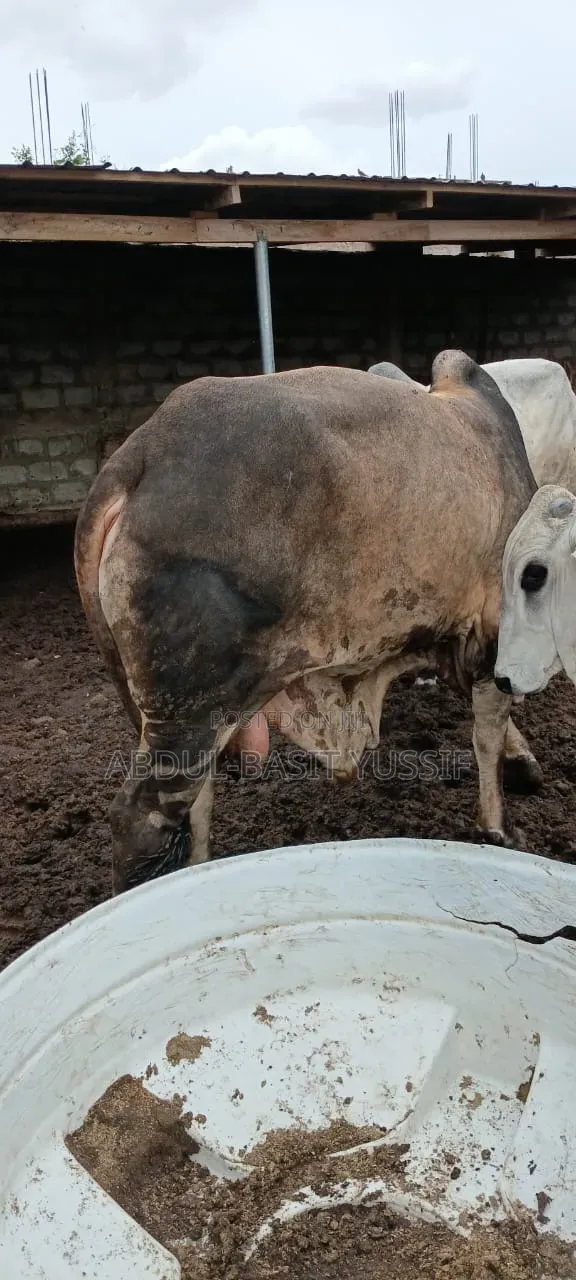 Cows (Small, Medium And Big)