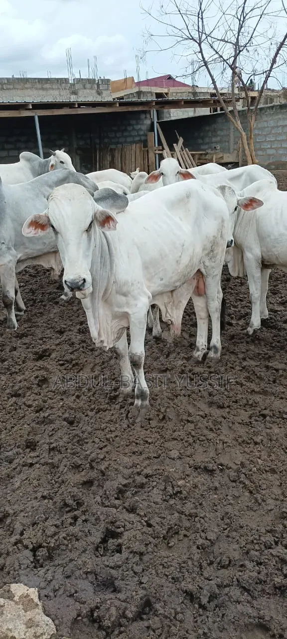 Cows (Small, Medium And Big)