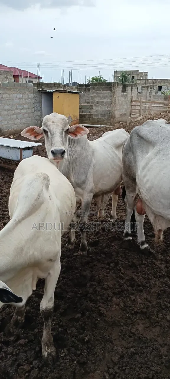 Cows (Small, Medium And Big)