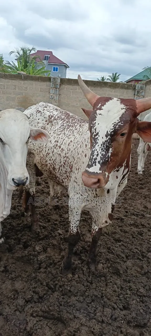 Cows (Small, Medium And Big)