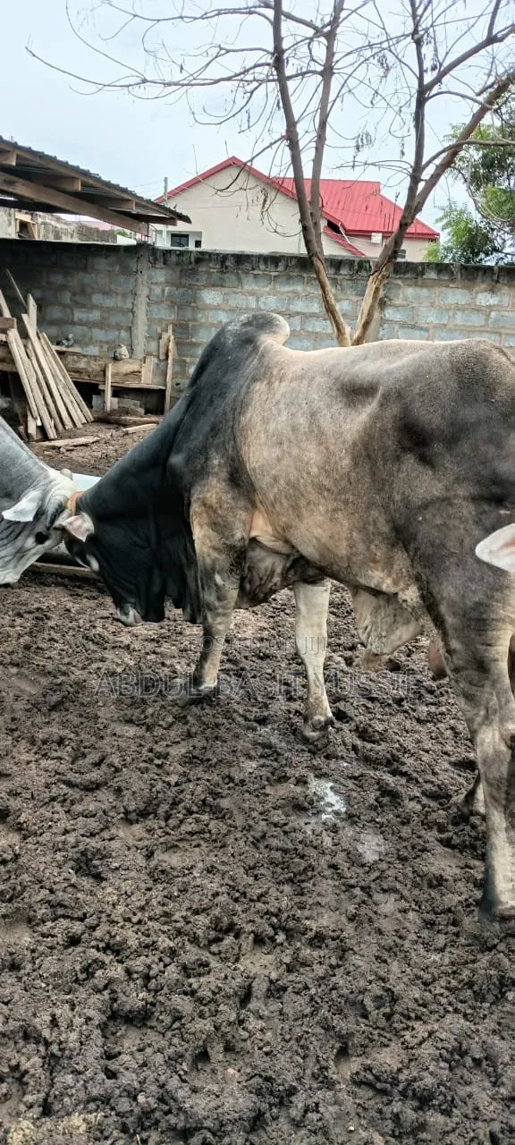 Cows (Small, Medium And Big)