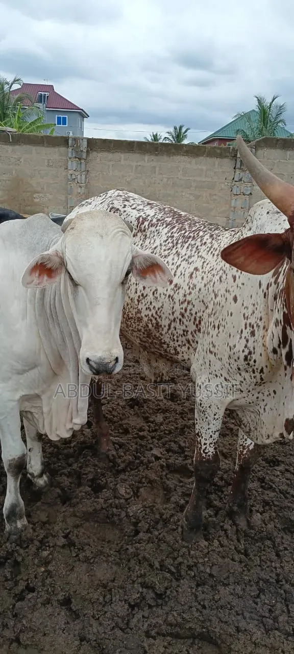 Cows (Small, Medium And Big)