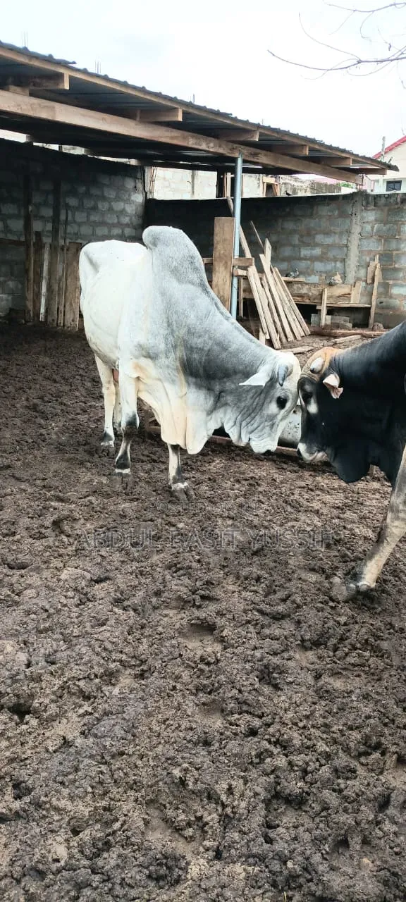 Cows (Small, Medium And Big)