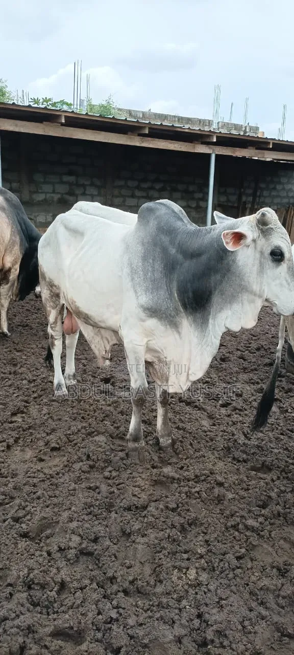 Cows (Small, Medium And Big)