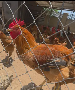 Cockerel Fowls