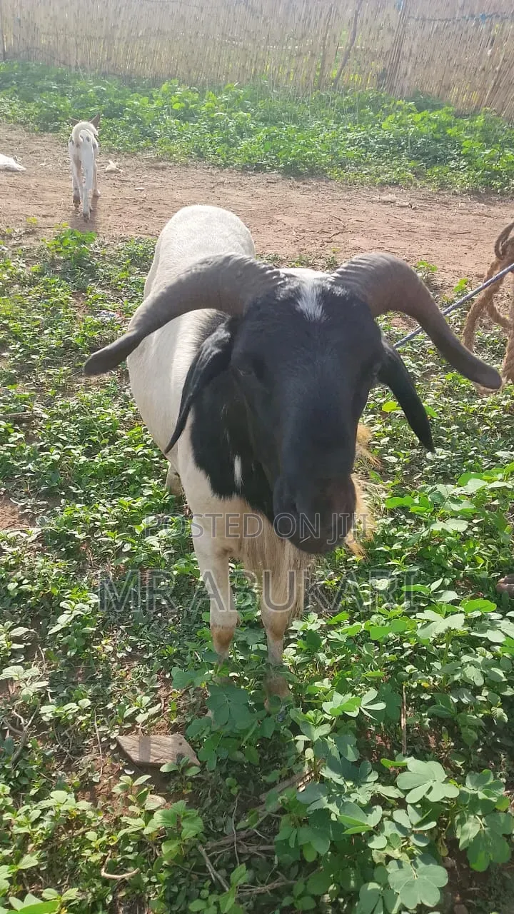 Sheep for Sale