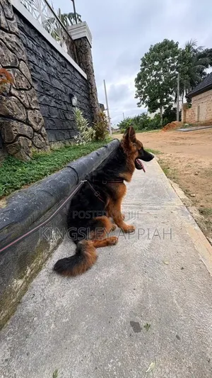 3-6 months Male Purebred German Shepherd
