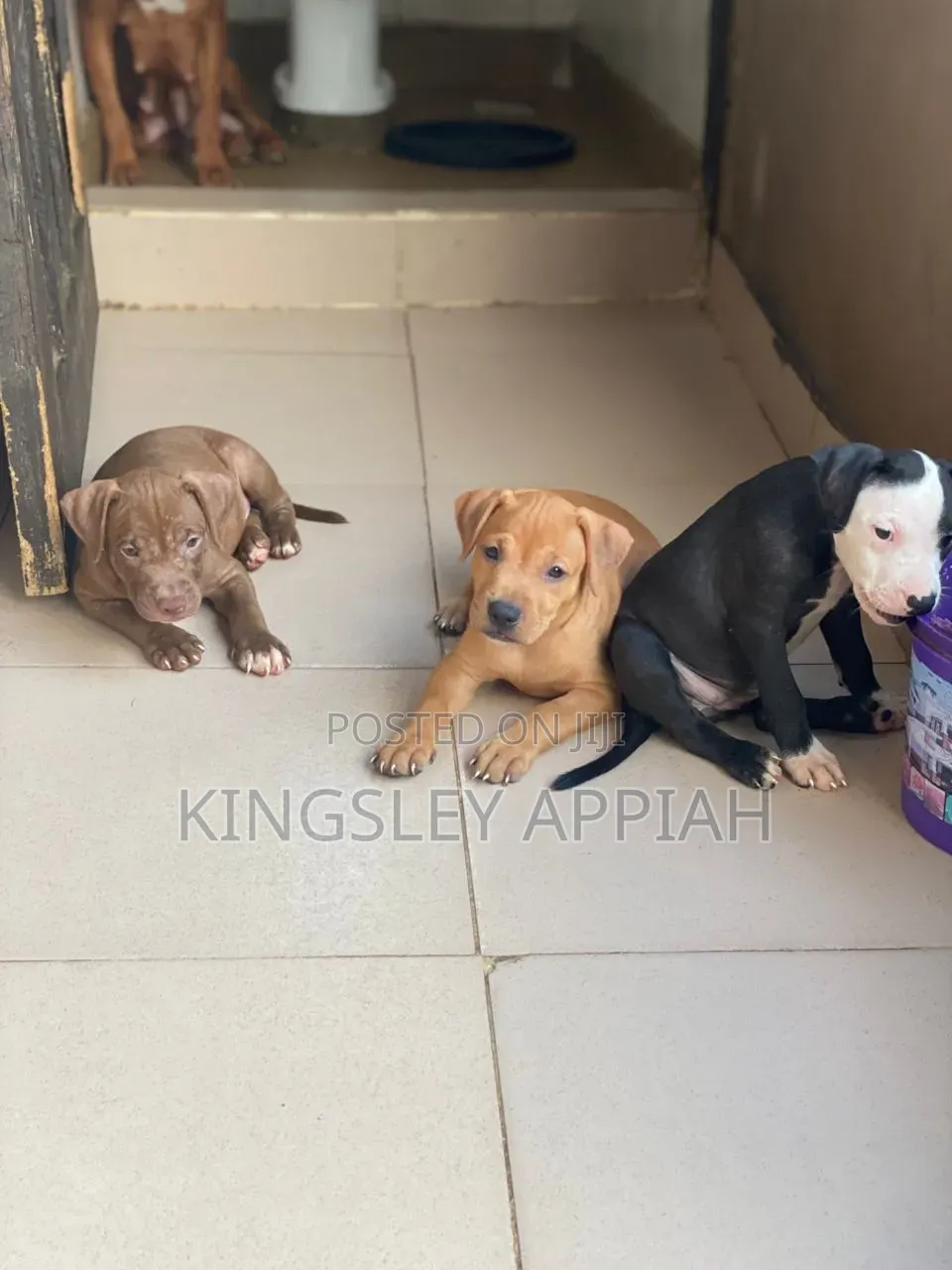 1-3 months Male Purebred American Pit Bull Terrier