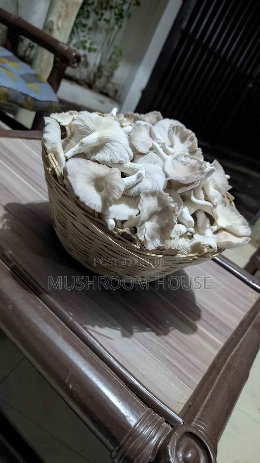 Organic Oyster Mushrooms For Sale ( Both Fresh And Dried)