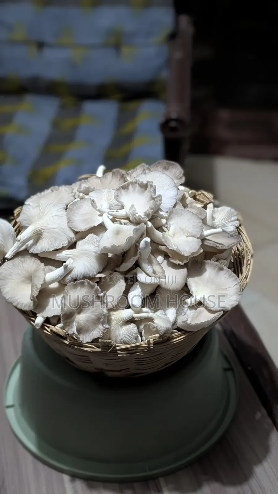 Organic Oyster Mushrooms For Sale ( Both Fresh And Dried)