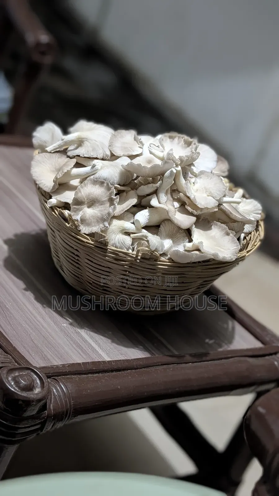 Organic Oyster Mushrooms For Sale ( Both Fresh And Dried)