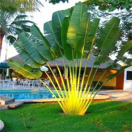 Travellers Palm