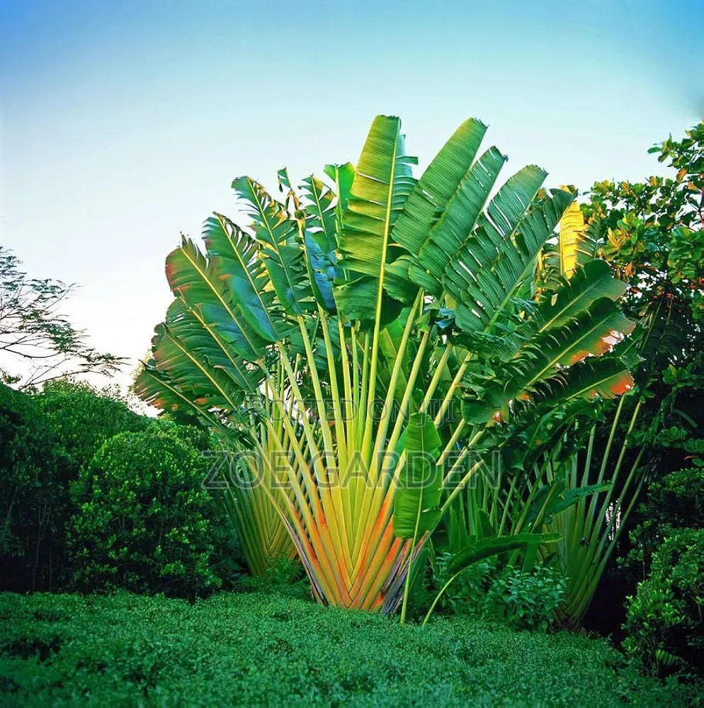 Travellers Palm