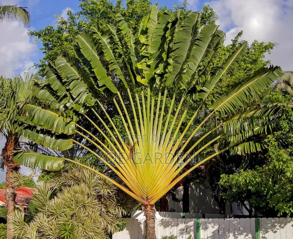 Travellers Palm