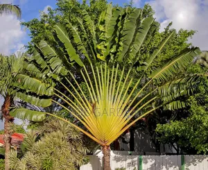 Travellers Palm