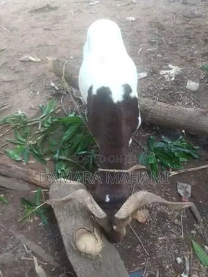 Top-Quality Healthy Sheep for Sale – Big, Strong Affordable
