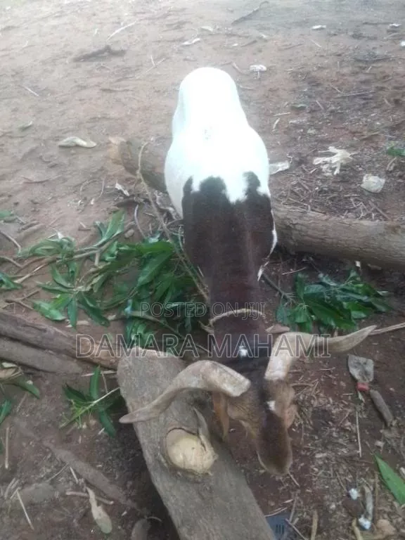 Top-Quality Healthy Sheep for Sale – Big, Strong Affordable