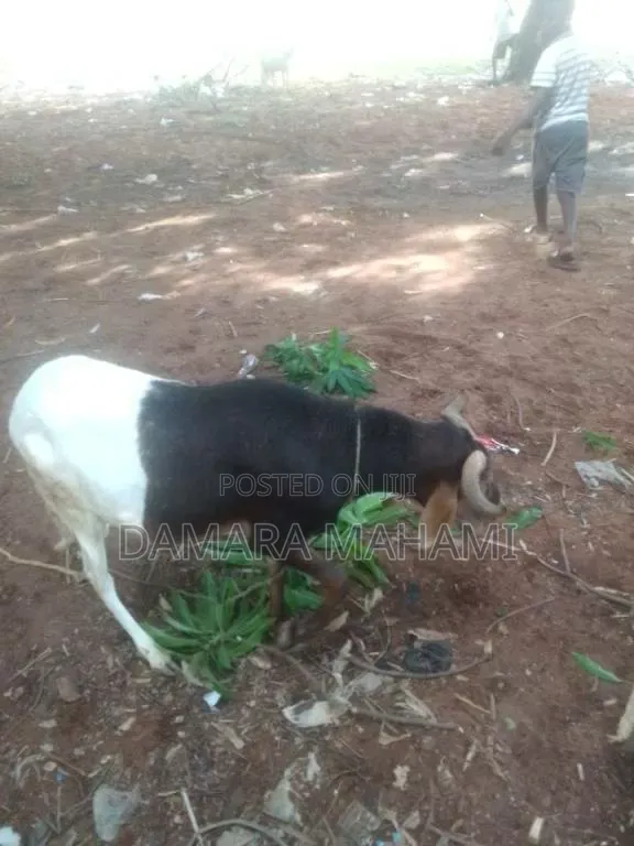 Top-Quality Healthy Sheep for Sale – Big, Strong Affordable