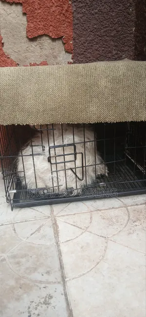 3-6 months Female Purebred Poodle