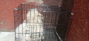 3-6 months Female Purebred Poodle