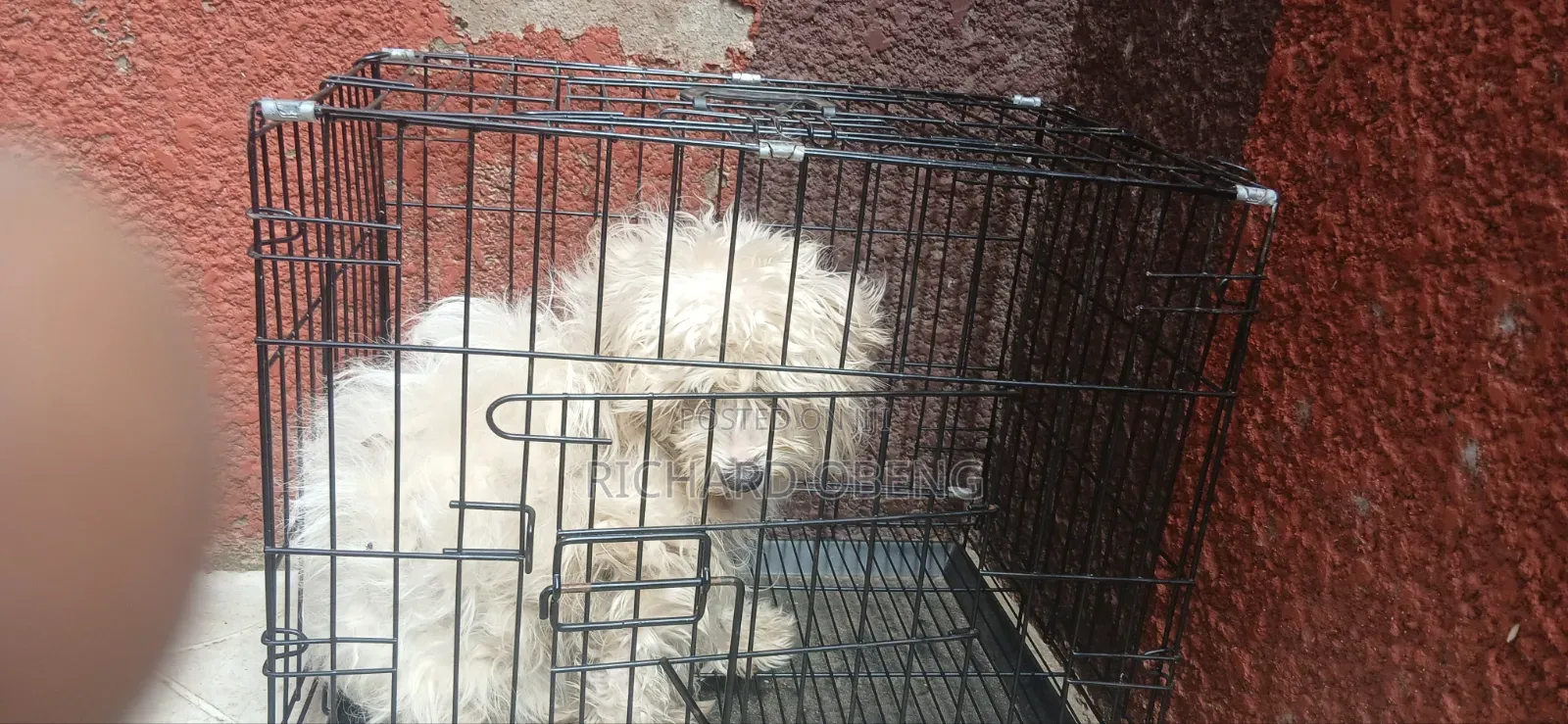 3-6 months Female Purebred Poodle