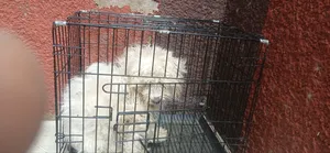 3-6 months Female Purebred Poodle