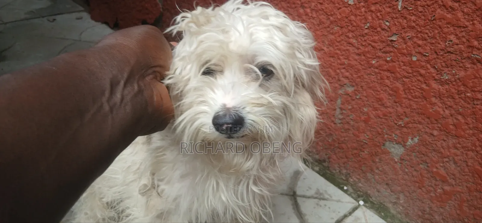 3-6 months Female Purebred Poodle