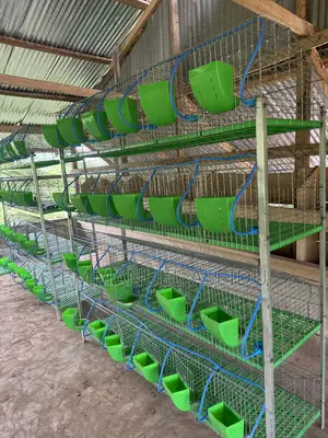 Rabbit Cages