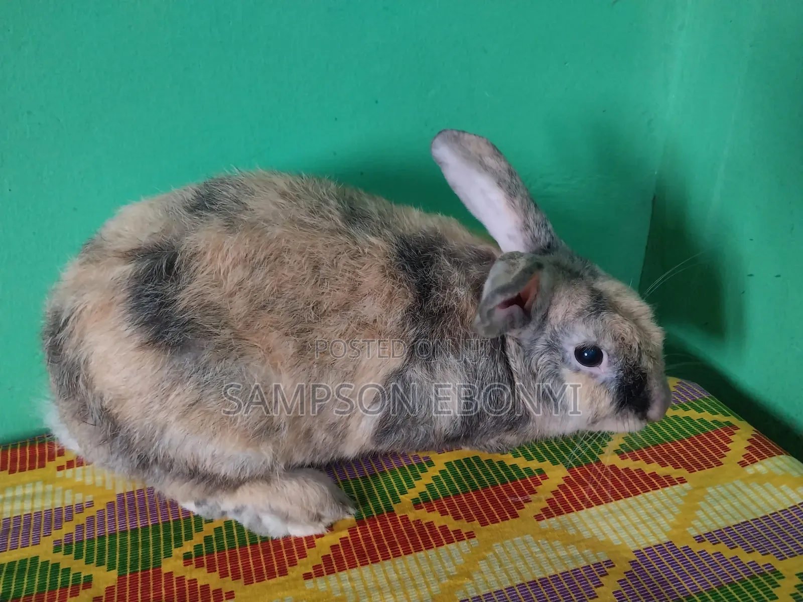 Rabbits For Sale