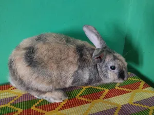 Rabbits For Sale