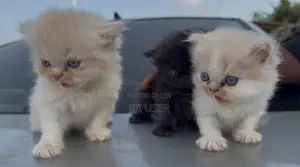 1-3 months Male Purebred Persian