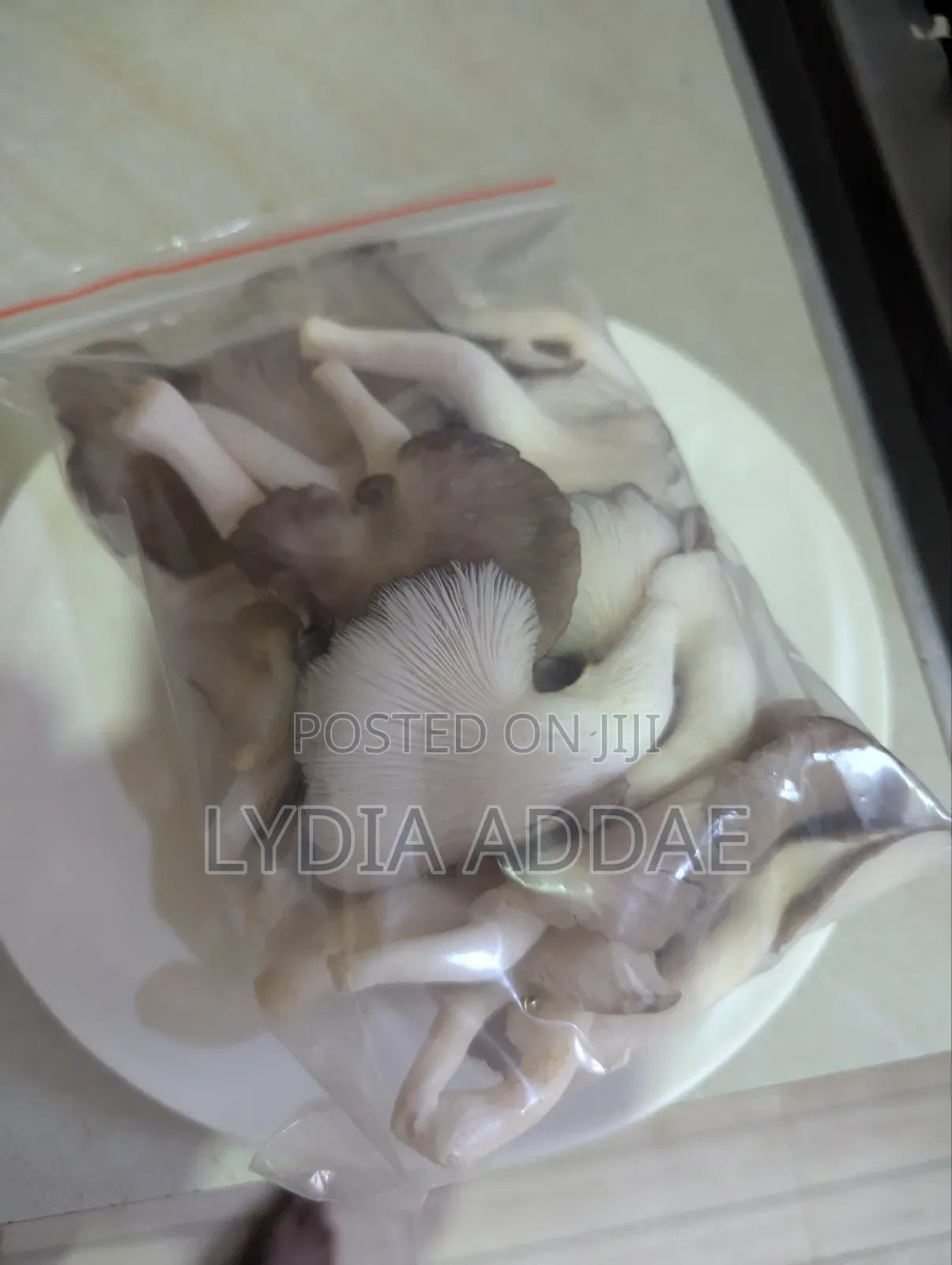 Oyster Mushrooms