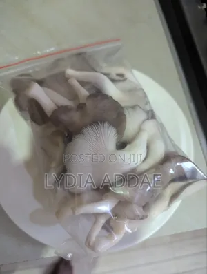 Oyster Mushrooms
