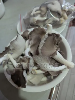 Oyster Mushrooms