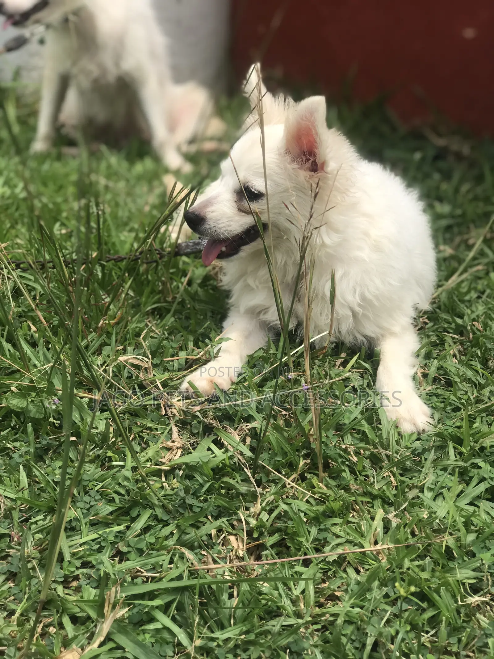 3-6 months Female Purebred American Eskimo