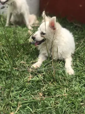 3-6 months Female Purebred American Eskimo
