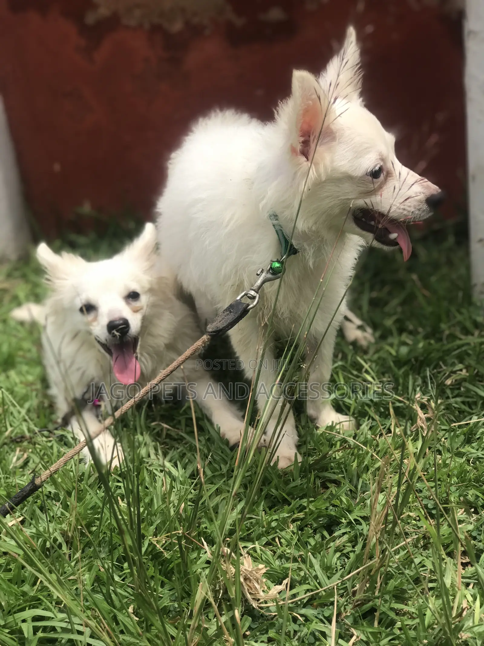 3-6 months Female Purebred American Eskimo