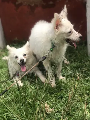 3-6 months Female Purebred American Eskimo