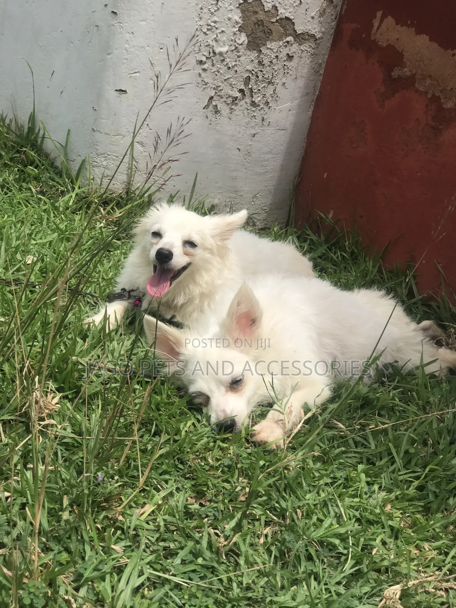 3-6 months Female Purebred American Eskimo