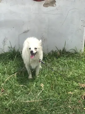 3-6 months Female Purebred American Eskimo