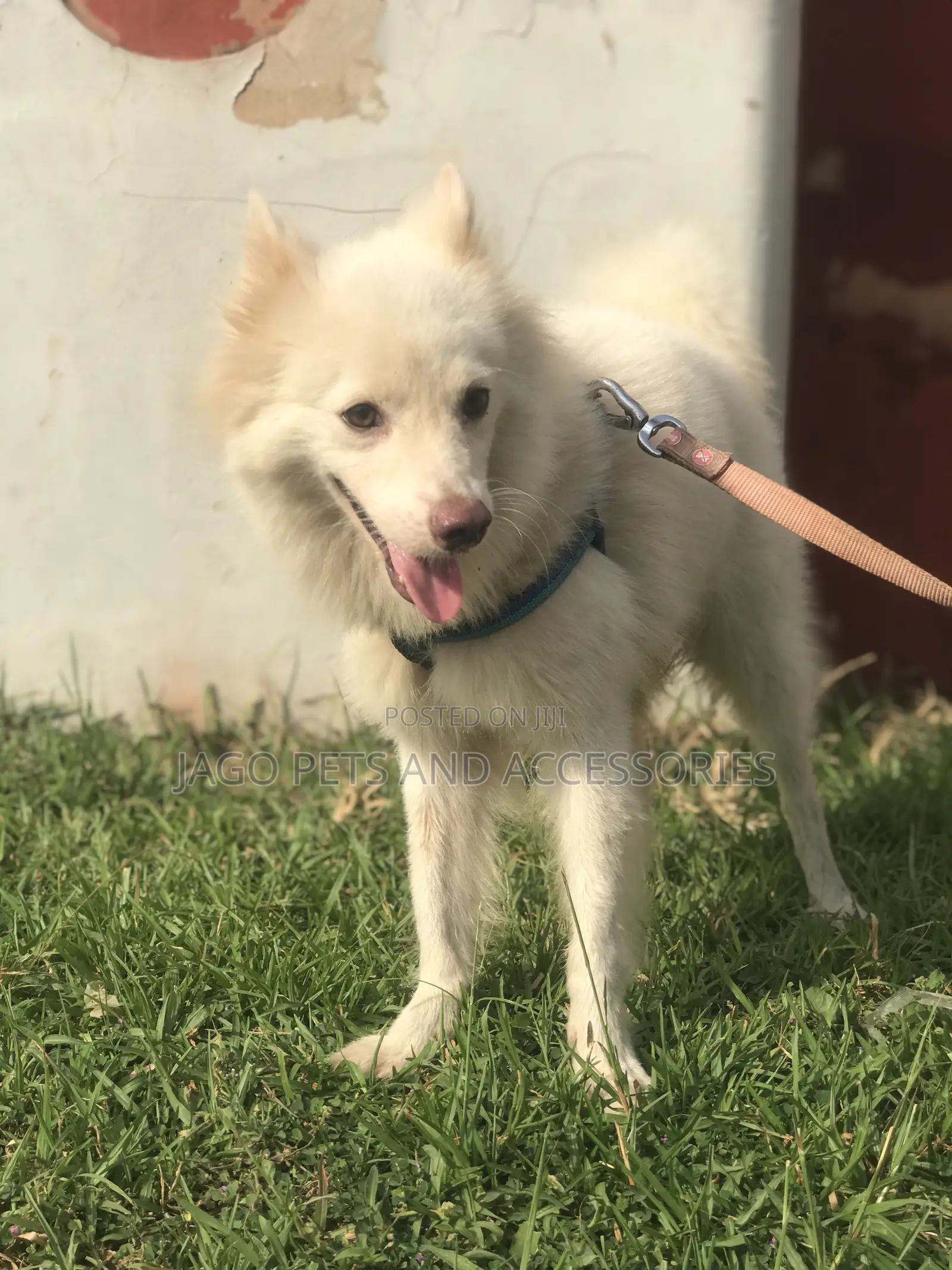 Male American Eskimo Available for Stud Services